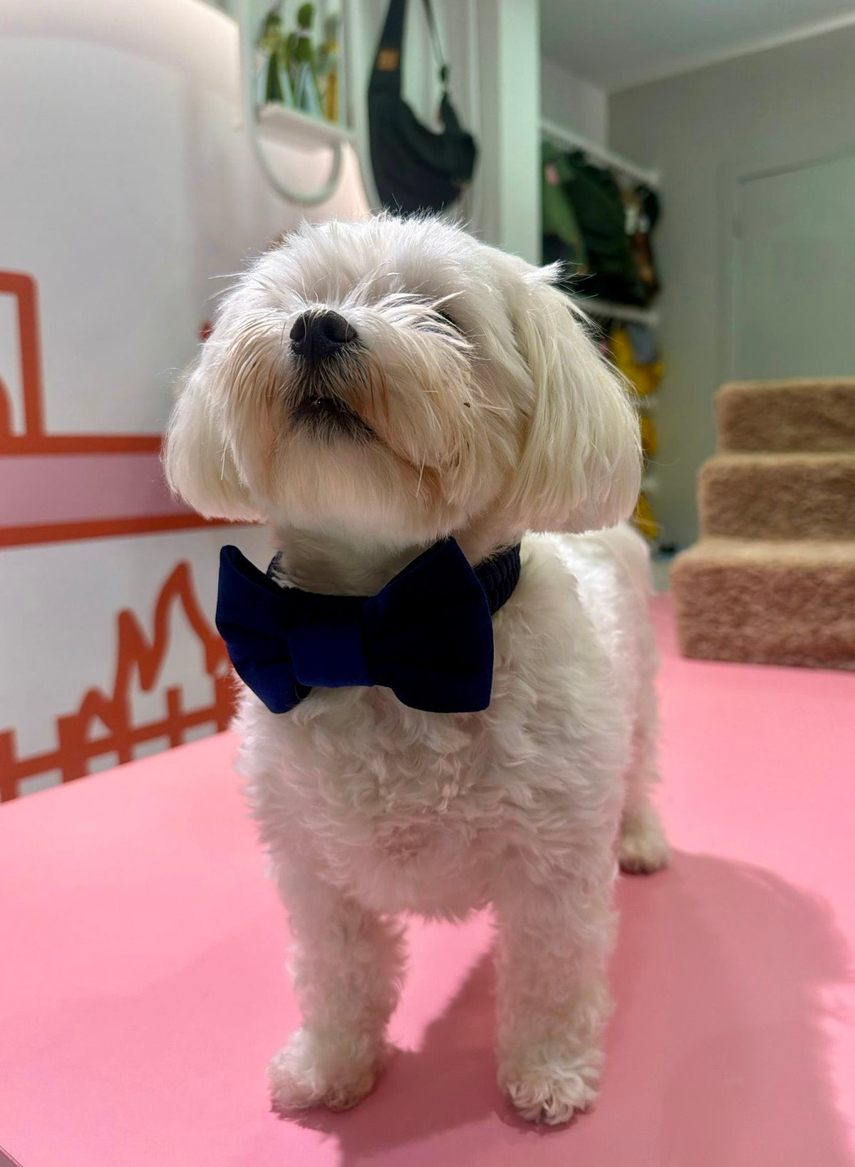 Dark blue velvet strik