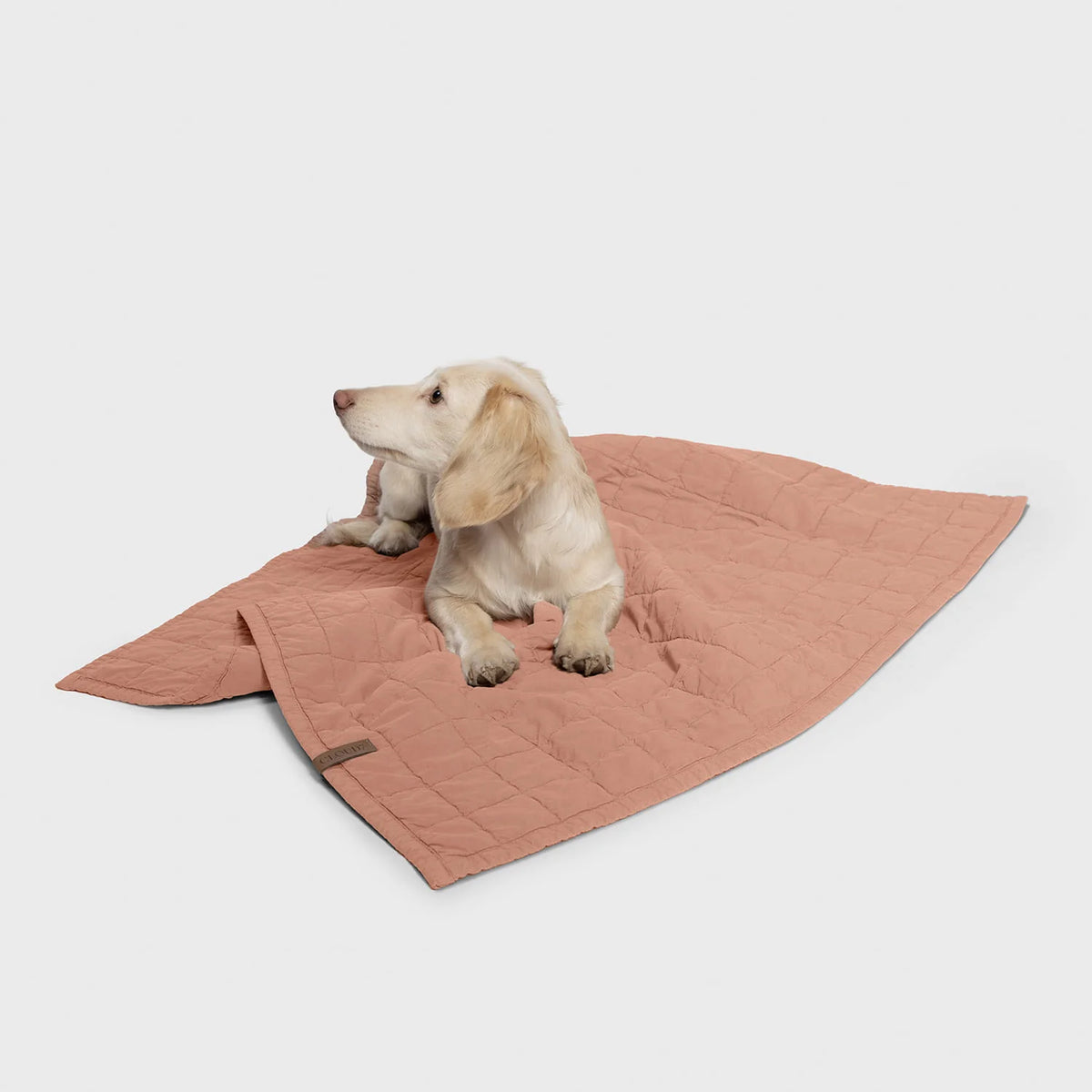 Puppy cuddle blanket