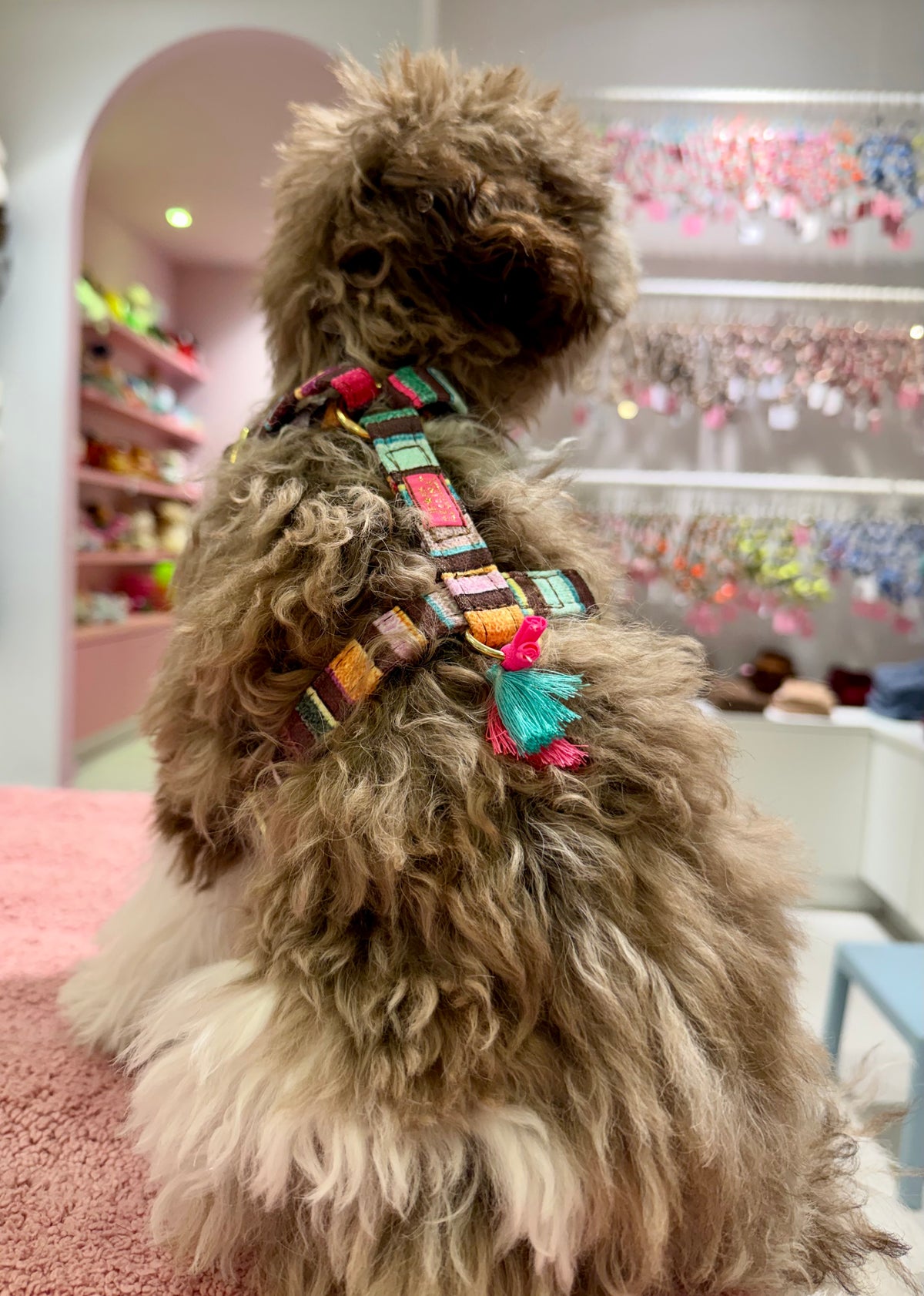 Rainbow Cacao harnas