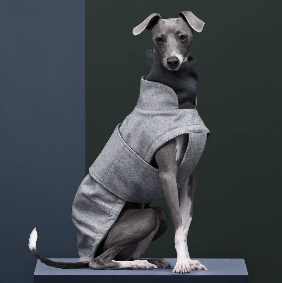 Flannel Grey - Italian Greyhound special