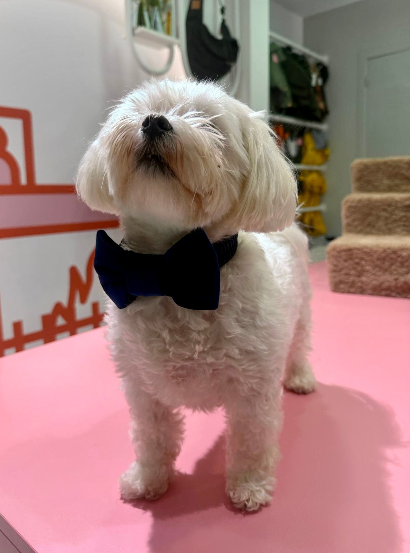 Dark blue velvet strik