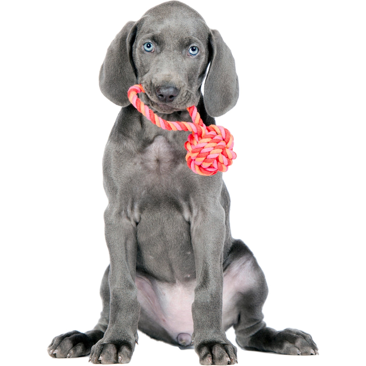 Puppy rope bal pink