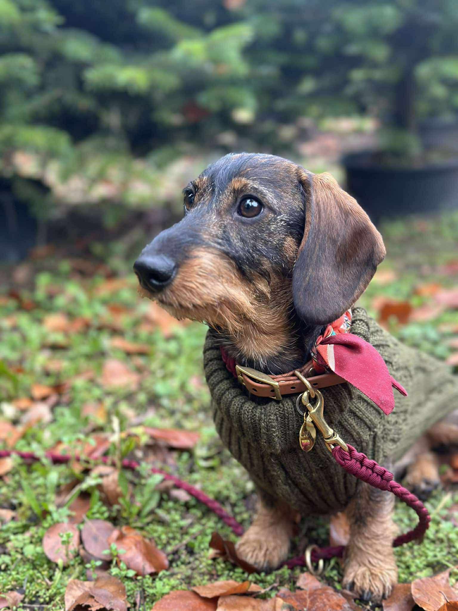 Lilly Burgundy collar