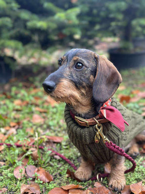 Lilly Burgundy collar