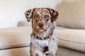Ibiza collar