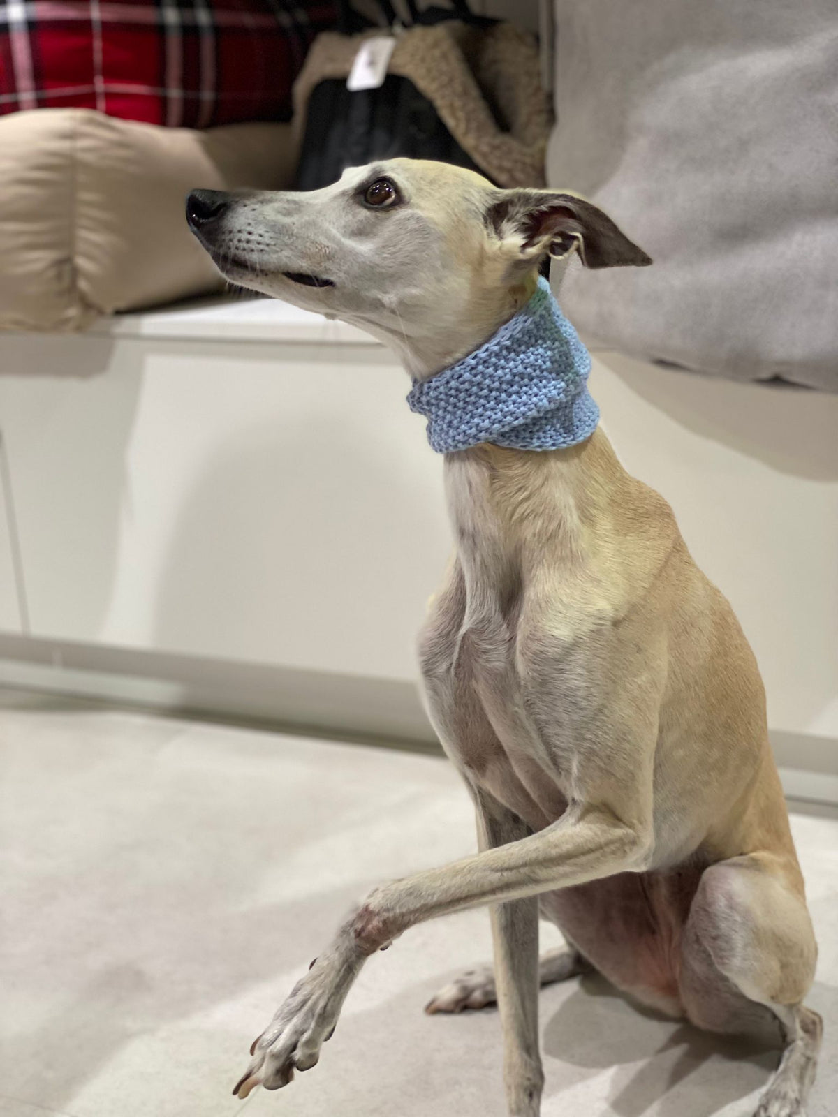 Necky Italian Greyhound