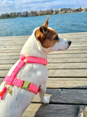 Pink Summer breeze harnas
