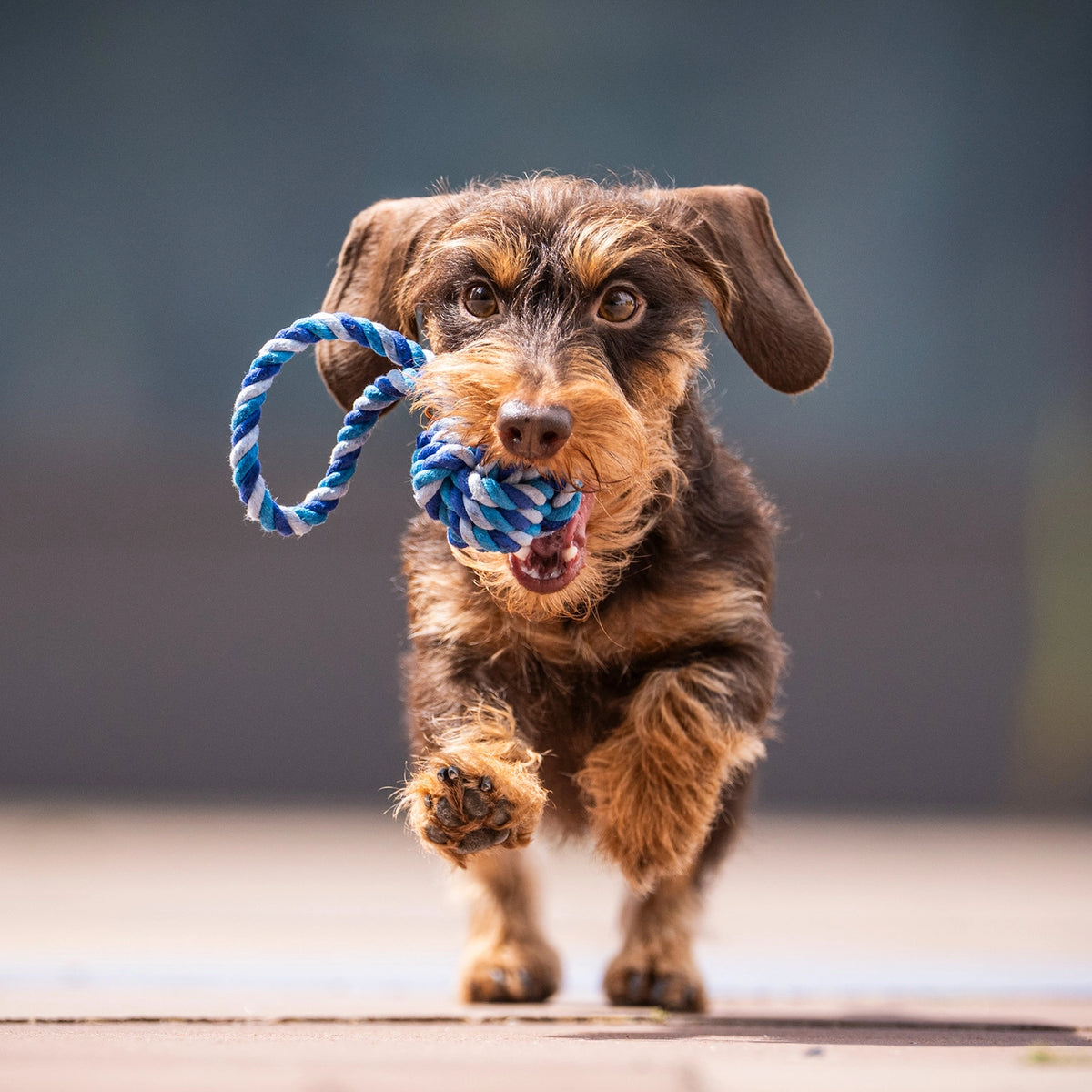 Puppy rope bal blue