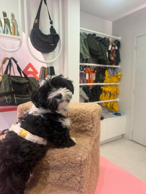 Teddy weißer Pfeffergurt