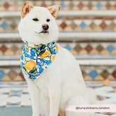 Bandana -Zitrone