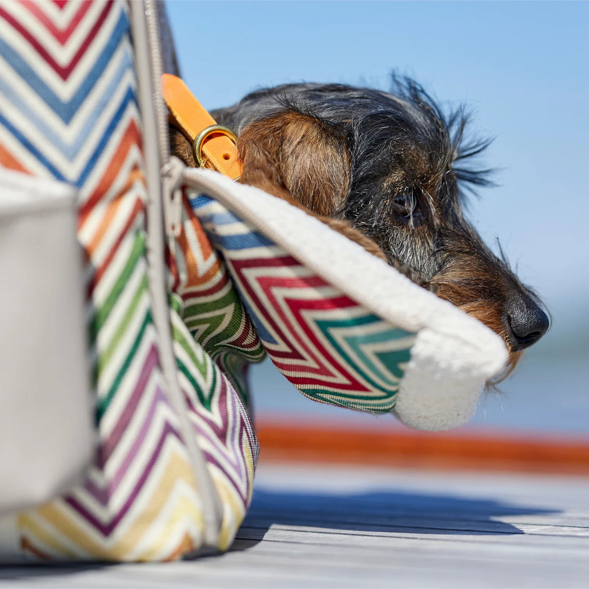 Dog Carrier - Let's walk together