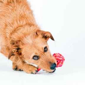 Boule de corde pour chiot rose