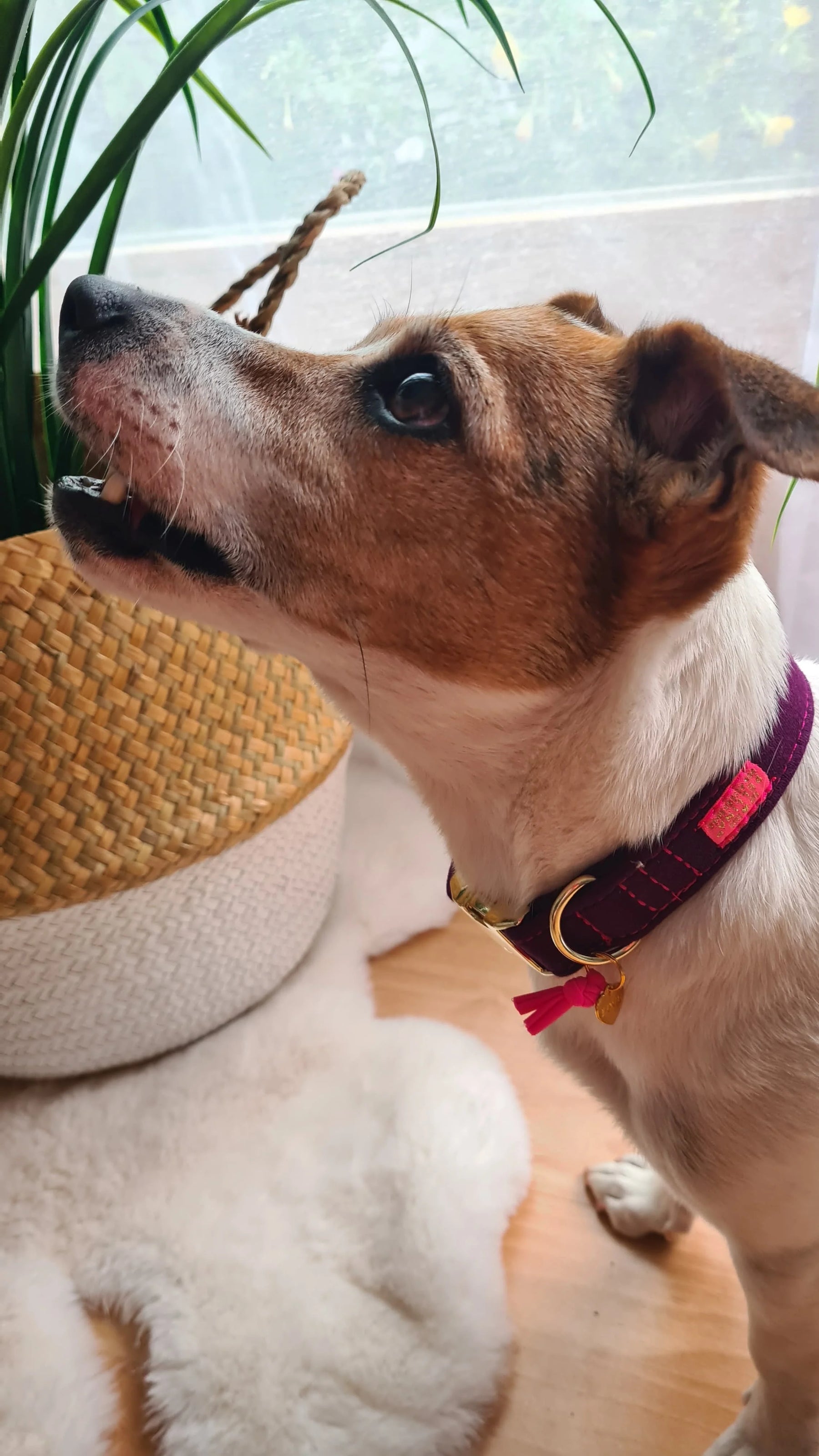 Sweaty Berry-Halsband