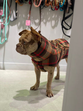 Glasgow Orange Coat