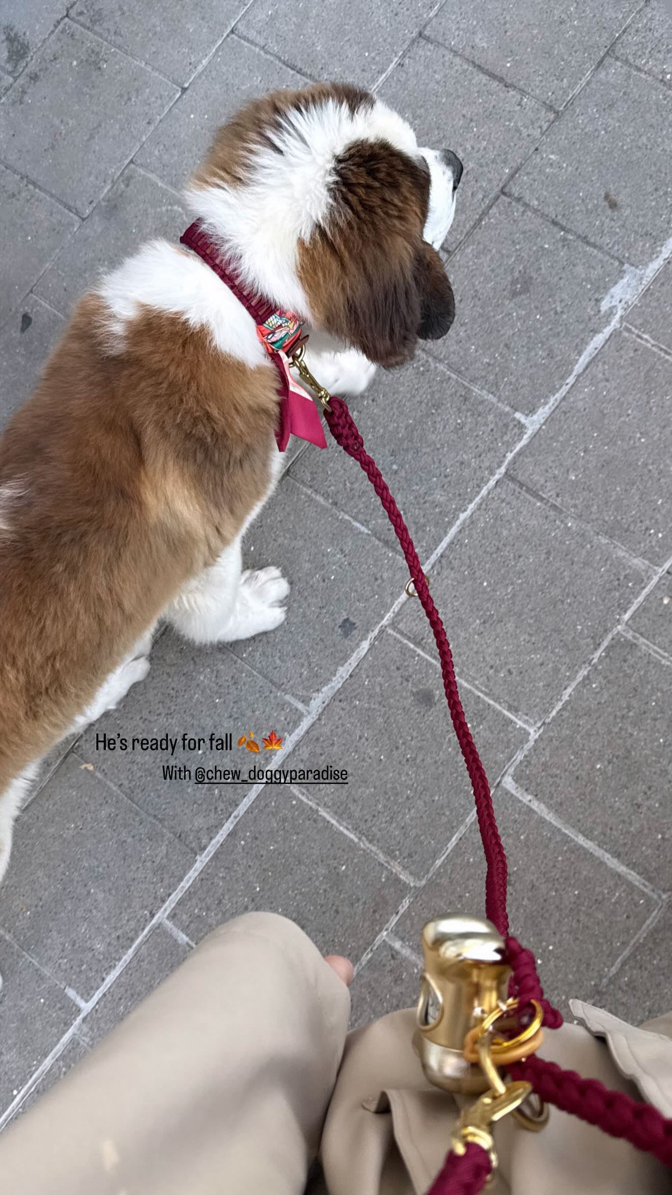 Lilly Burgundy collar