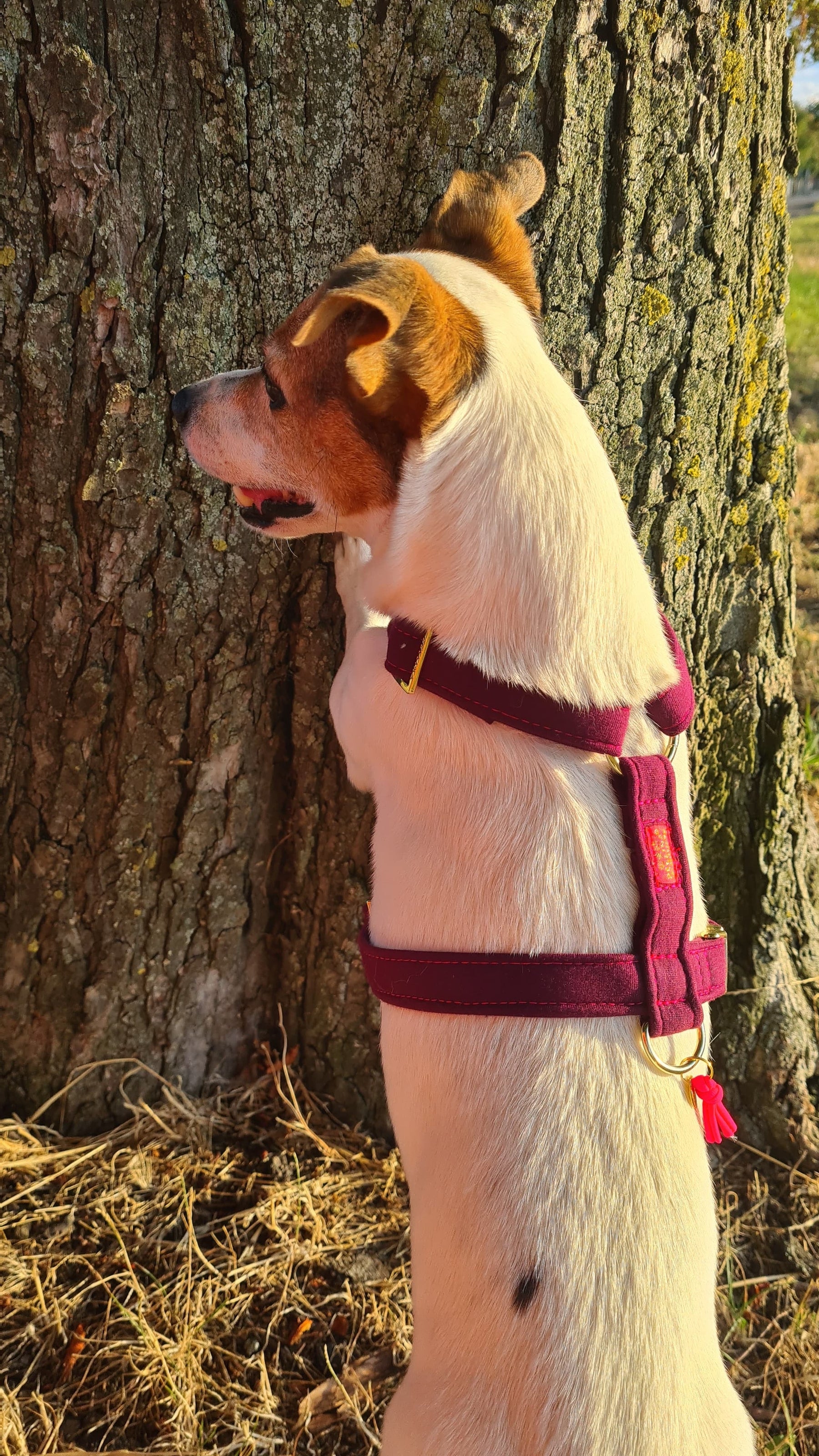 Sweaty Berry Harness