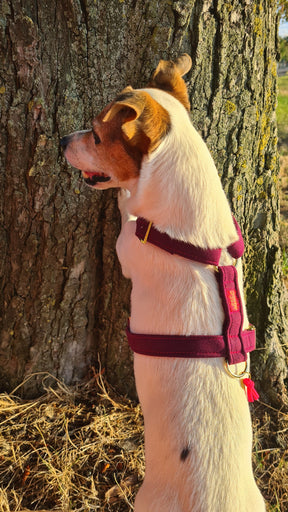 Sweaty Berry Harness