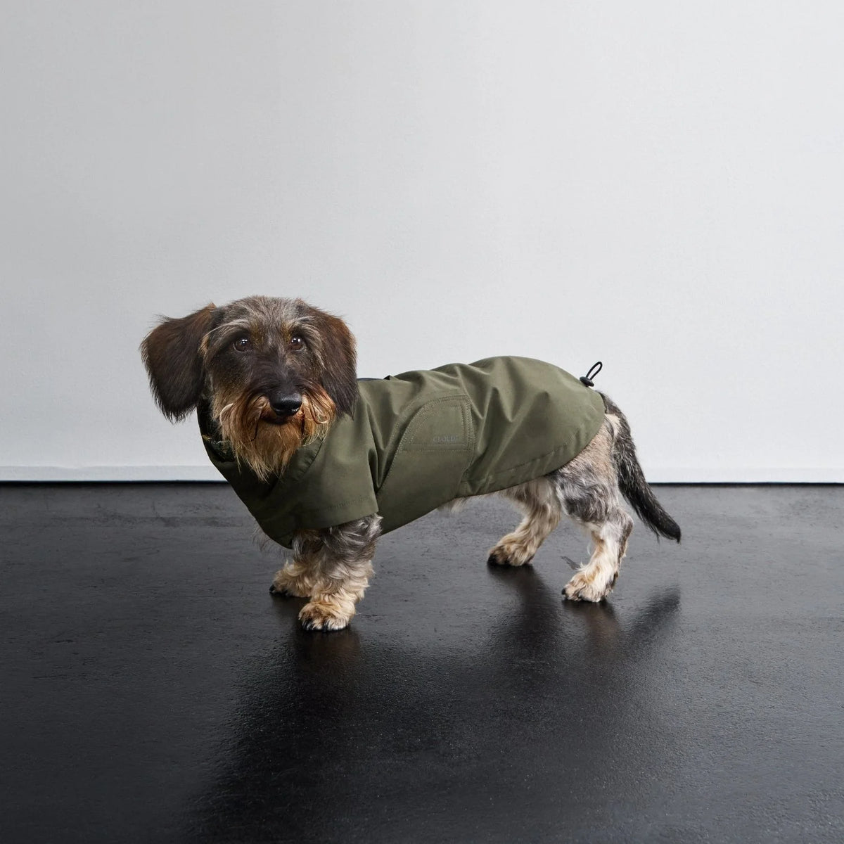 Regentnen Dublin Dark Olive - ein Dachshund -Special