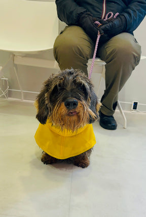 Regenjas geel 2.0 - Teckel