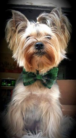 Ensemble tartan vert en tweed