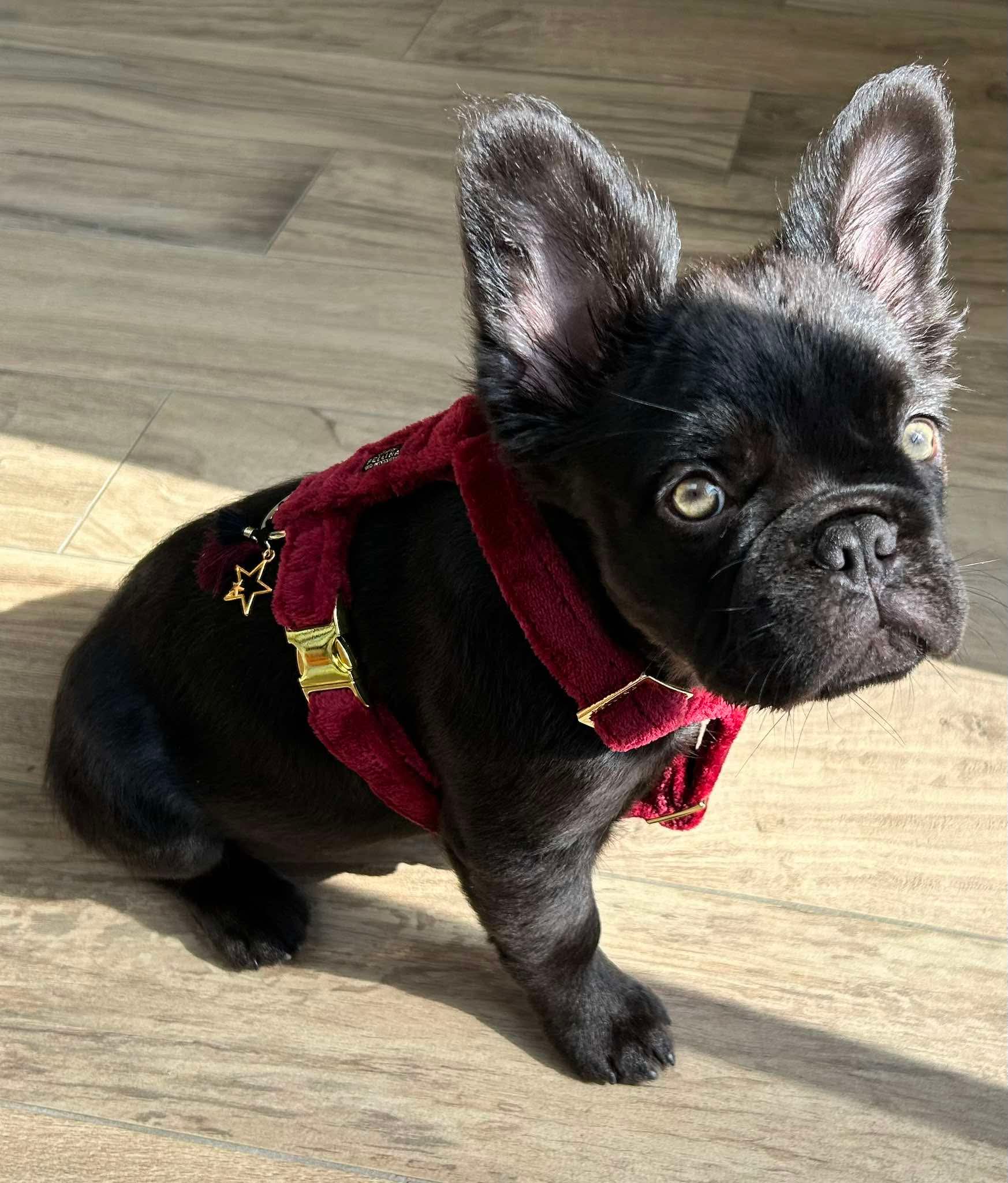 Cashmere harnas dark red