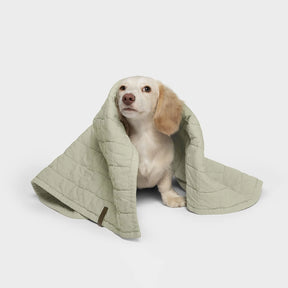 Puppy cuddle blanket