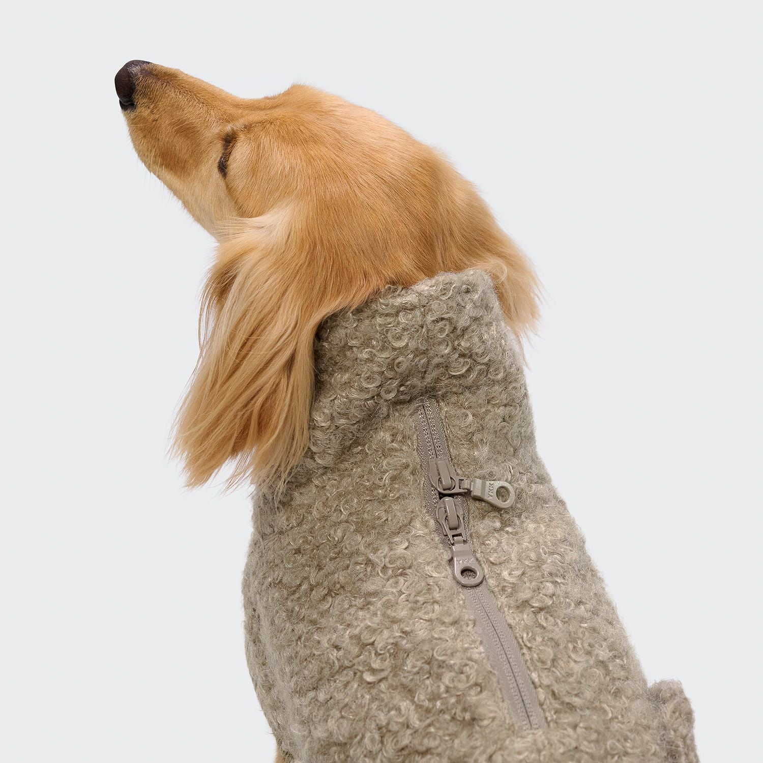 Gotland Sandy Brown - Dachshund edition