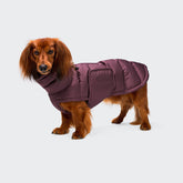 Alaska Dark Eggplant - Dachshund Edition