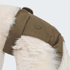 Loopheidshondenbroekje Olive