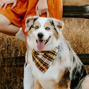 Cornucopia flannel bandana