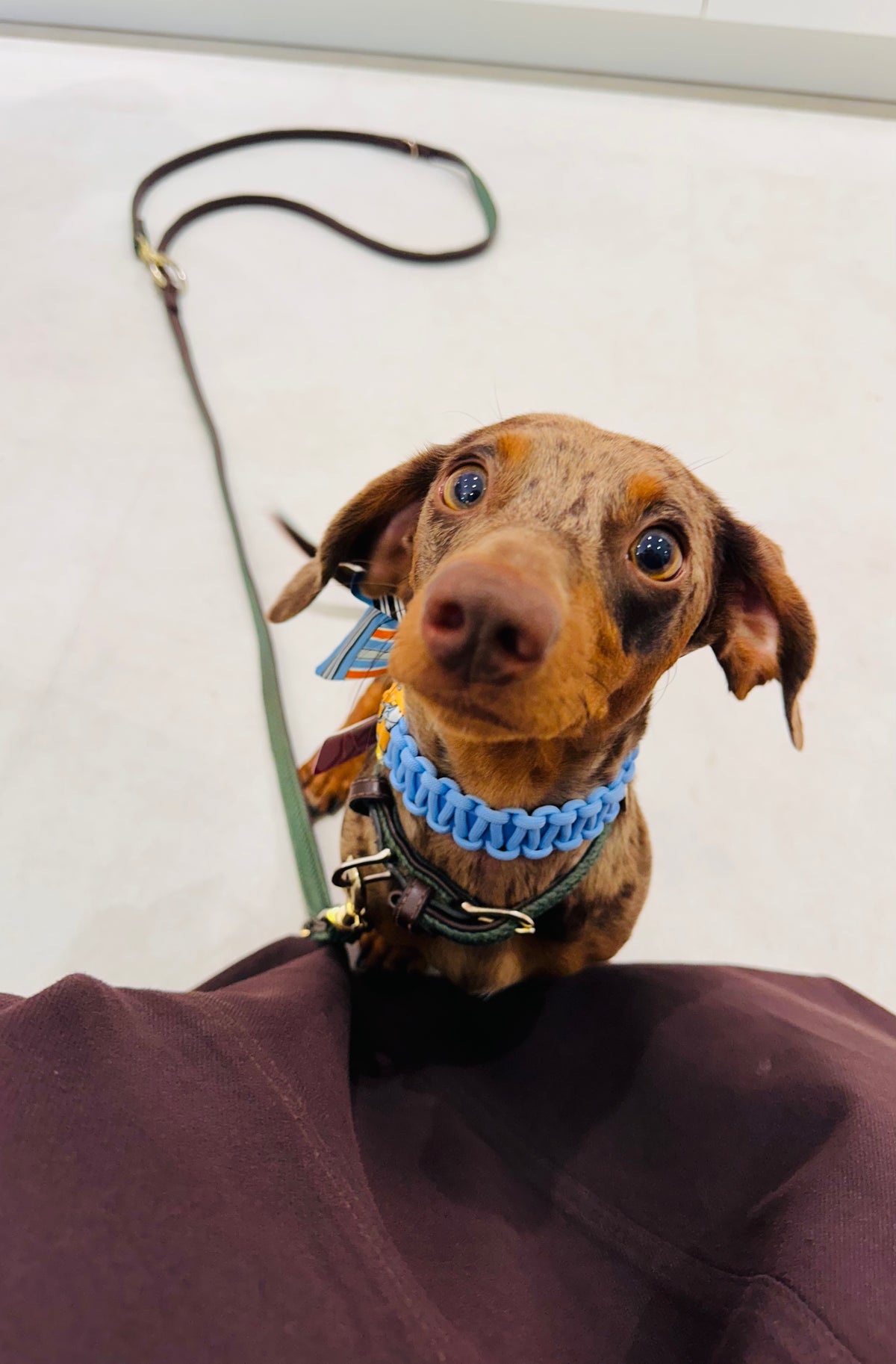 Lilly Ocean collar