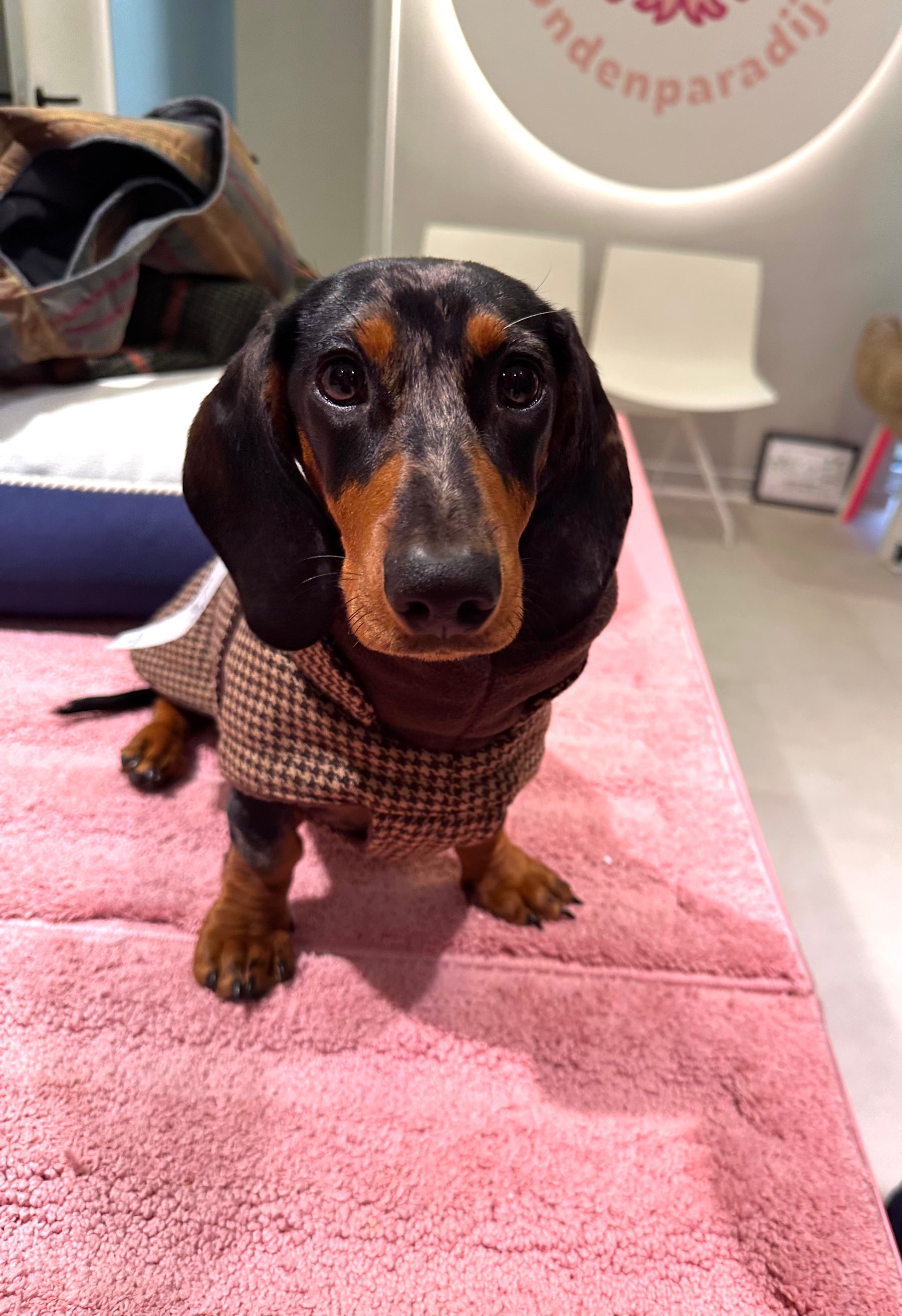 Brooklyn Houndstooth – Dackel-Edition