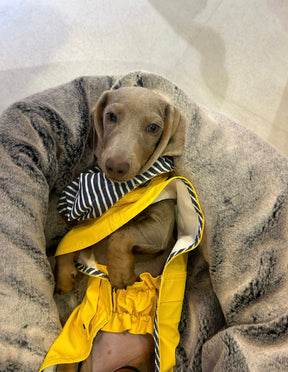 Regenjas geel 2.0 - Teckel