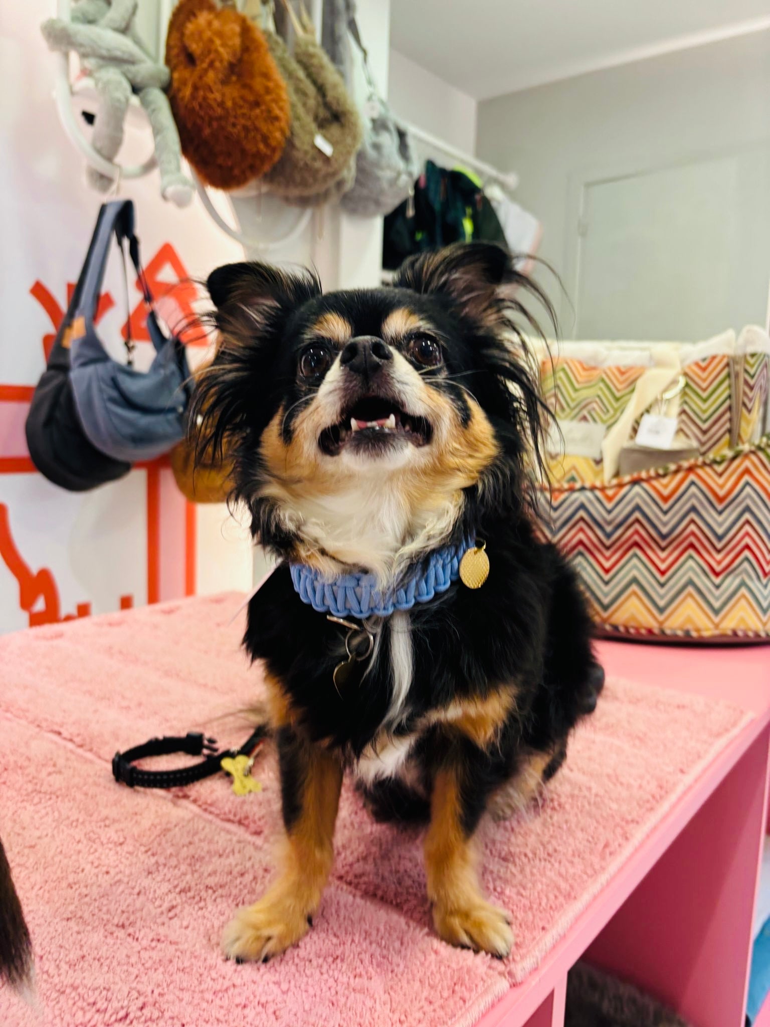 Ocean Classic Collar