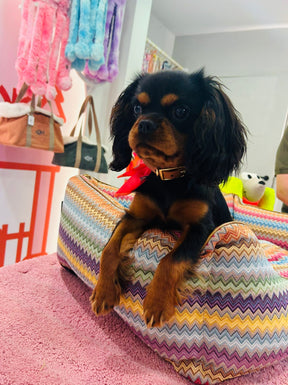 Miss-Bone-i Home Bed N ° 1