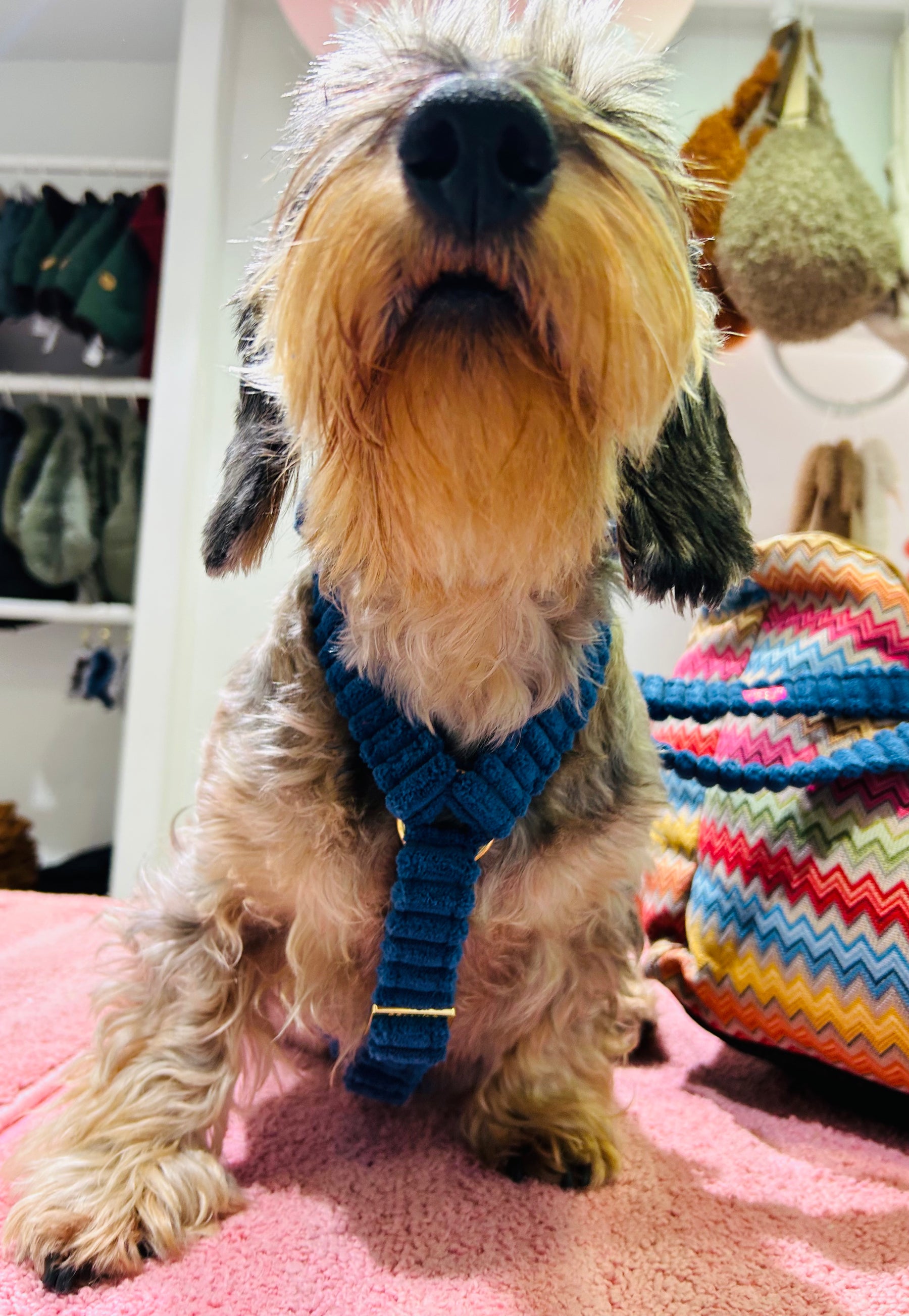 Flauschiger Deluxe Harnas Blau