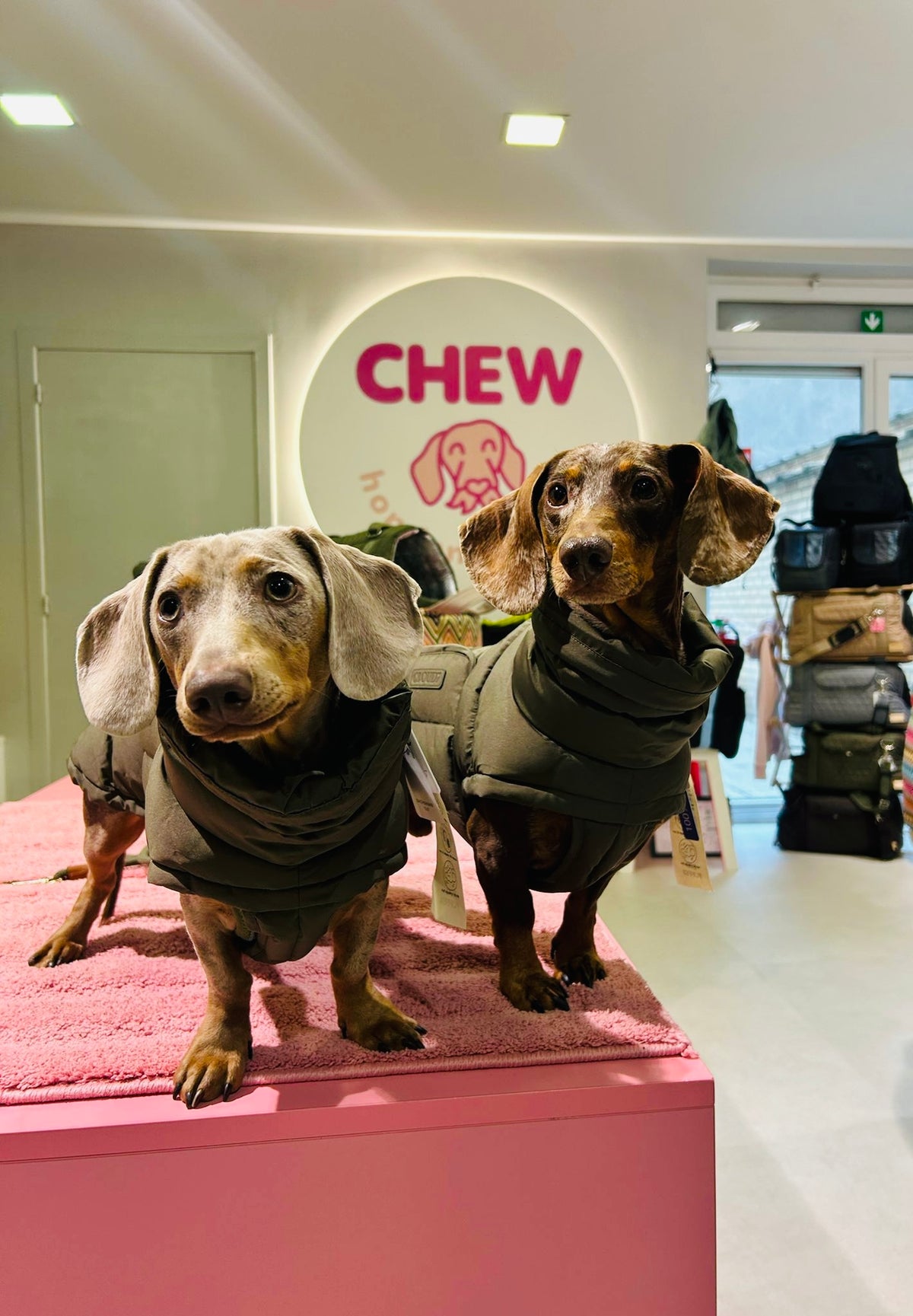 Alaska Olive - Dachshund -Special