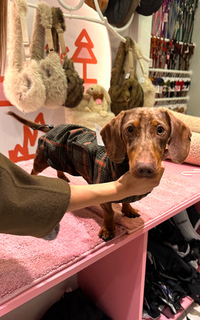 Brooklyn Flannel Tartan Green – Dackel-Edition