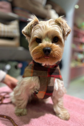 Glasgow orange raincoat