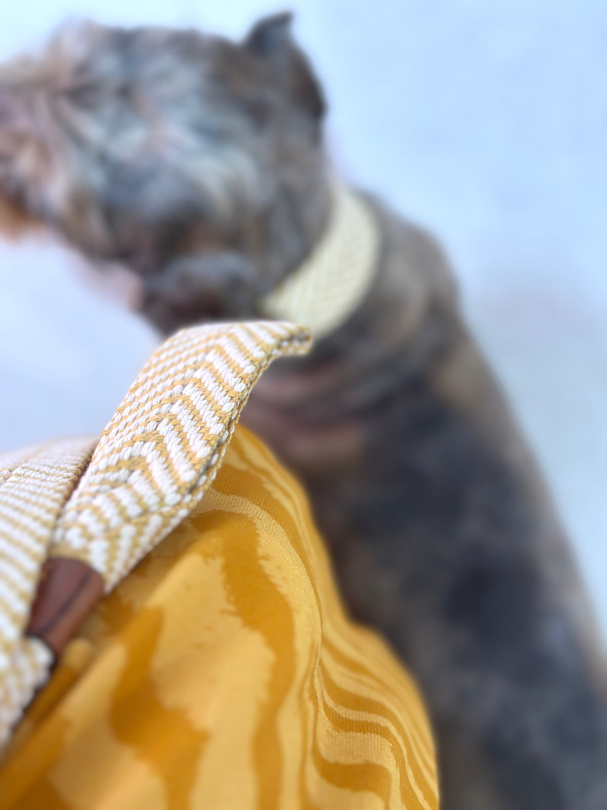 Salina collar