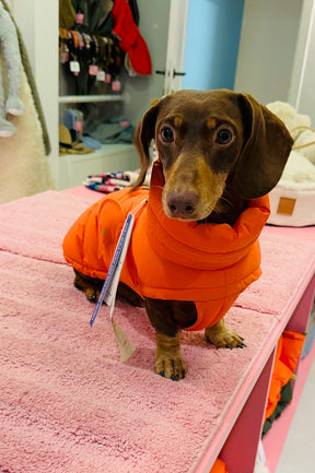 Alaska Burnt Orange - Dachshund Special