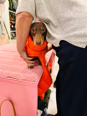 Alaska Burnt Orange - Dachshund Special