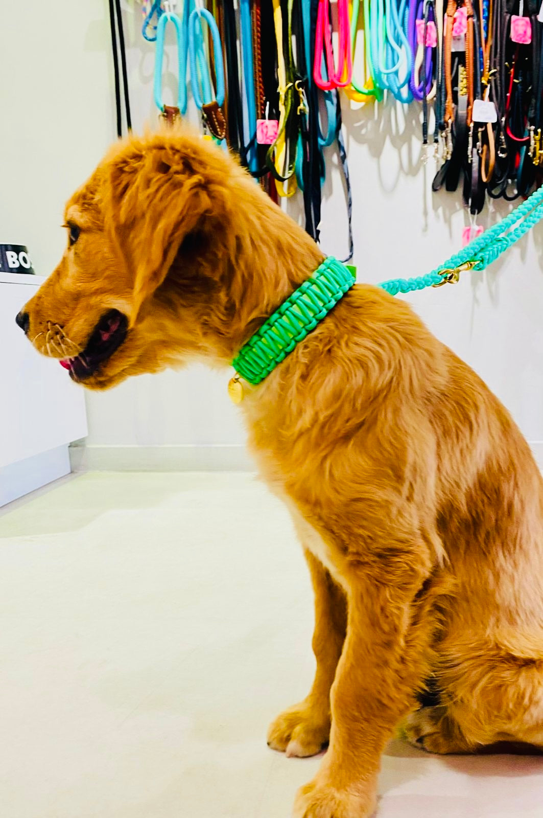 Mint Classic collar