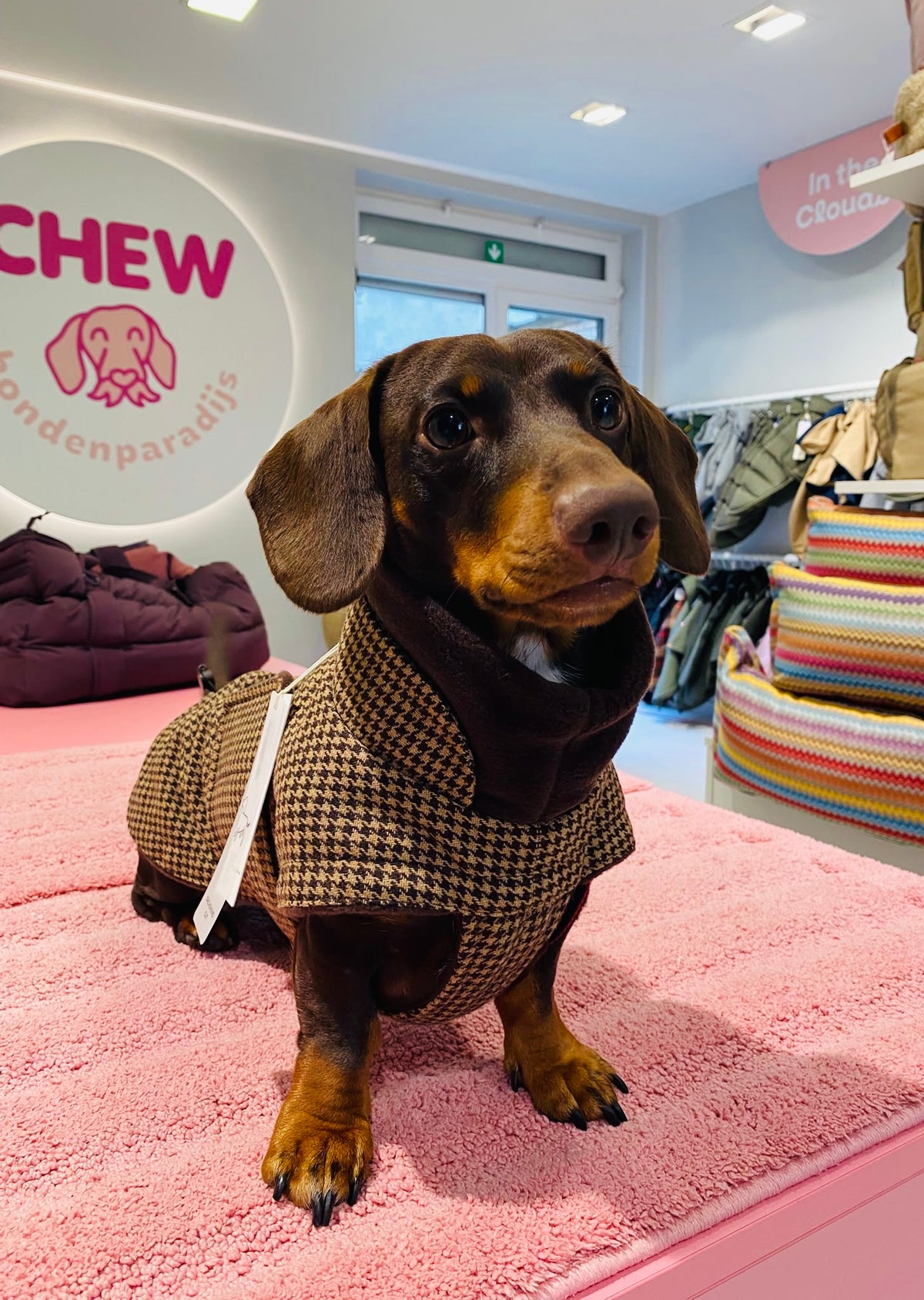 Brooklyn Houndstooth – Dackel-Edition