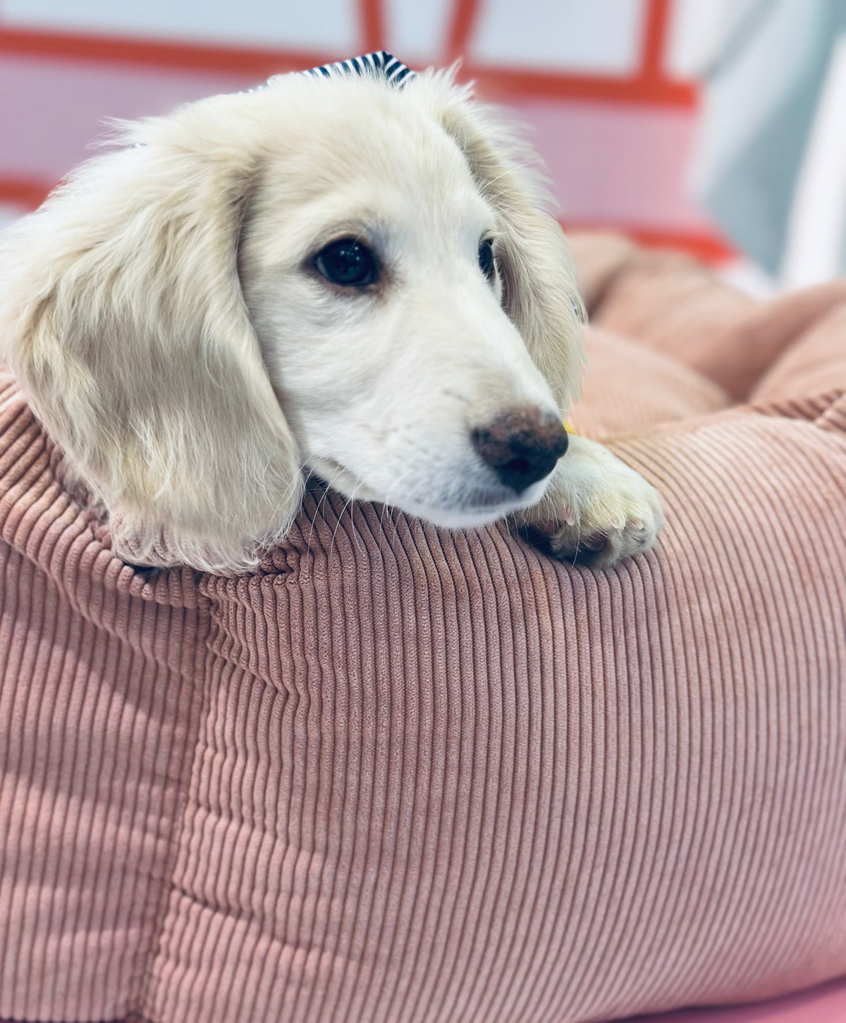 Cozy Nest Pink
