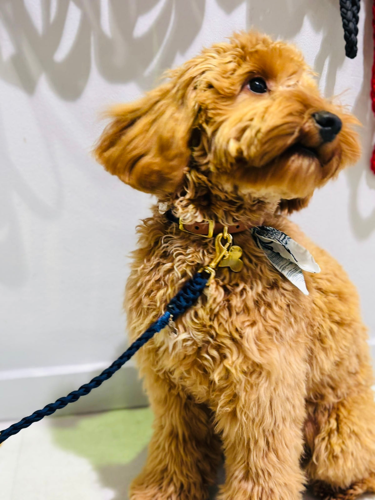 Lilly Dark Blue Collar