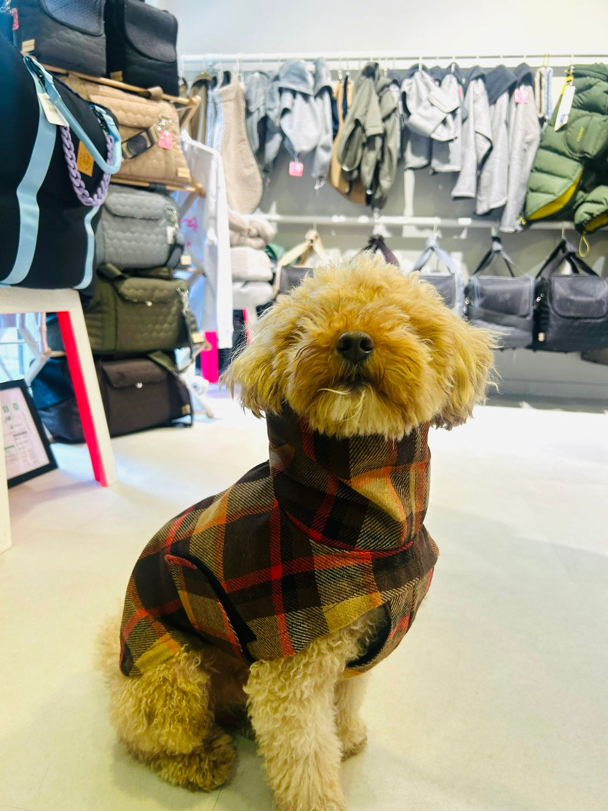 Glasgow Orange Regnerschaft