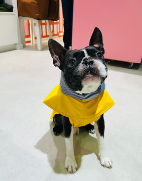 Regenjas geel 2.0 - Teckel