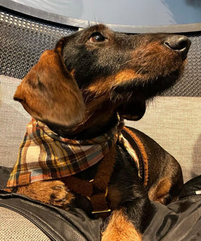 Fall flannel bandana