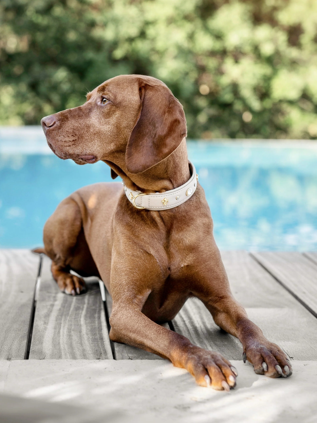 Nova halsband